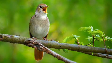  När kommer Nightingale att sjunga en sång av sorg och hopp?